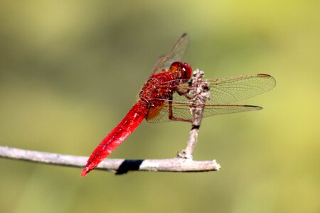 Wildlife dragonfly red photo