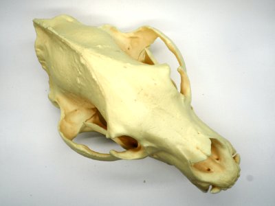 PB300588 (50669171942)