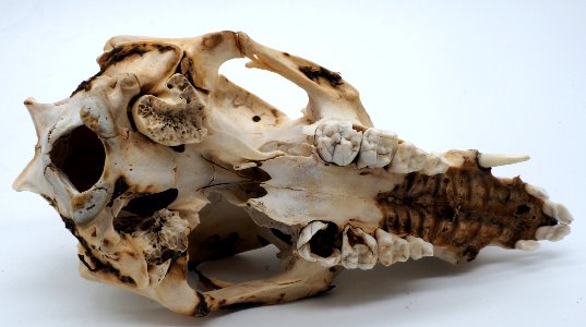 PB300596 (50669183017)