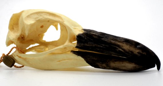 PB300589 (50669173792)