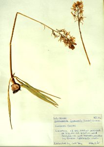 PB300687 (50669279276)