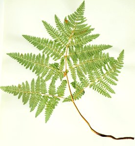 PB300703 (50668501023)