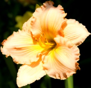 Peach Lilly (50161412527)