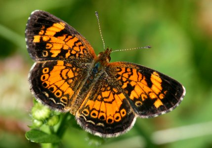 Pearly Crescentspot (Phyciodes tharos, Male, phenotype A) (3840881347) photo