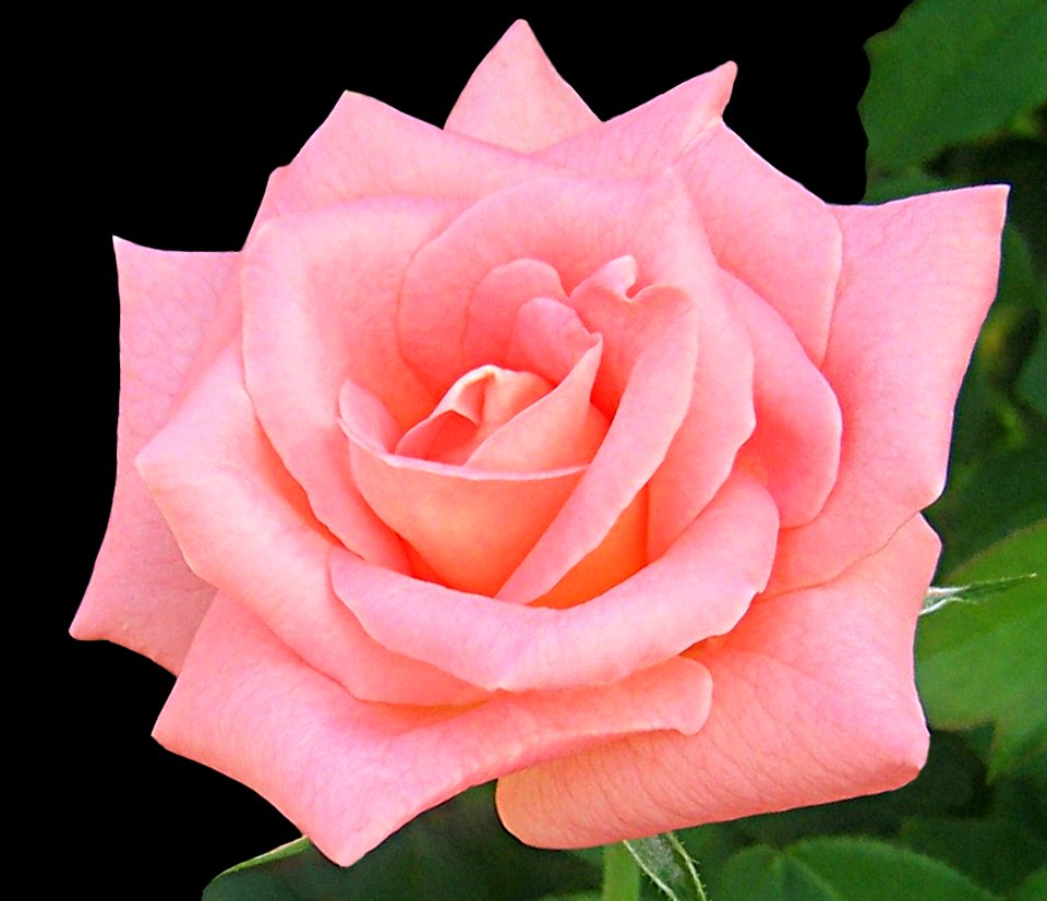 Peach Rose (46415839454)