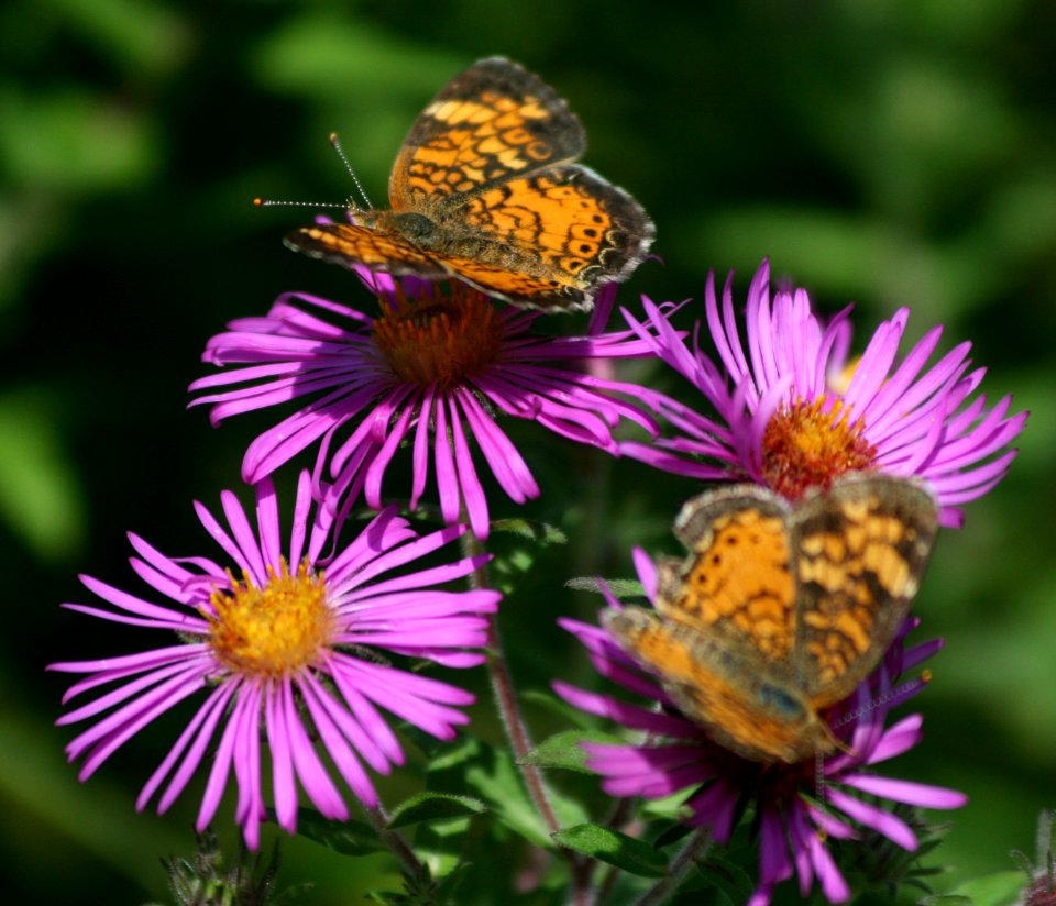 Pearly crescents on a late summer aster (1358045248)