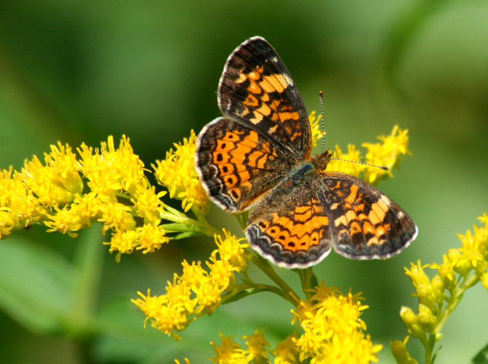 Pearly Crescentspot (3048447909)
