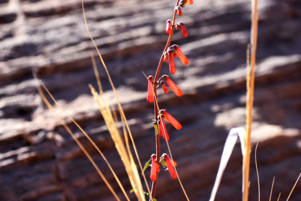 Penstemon through the grass (34868171663)
