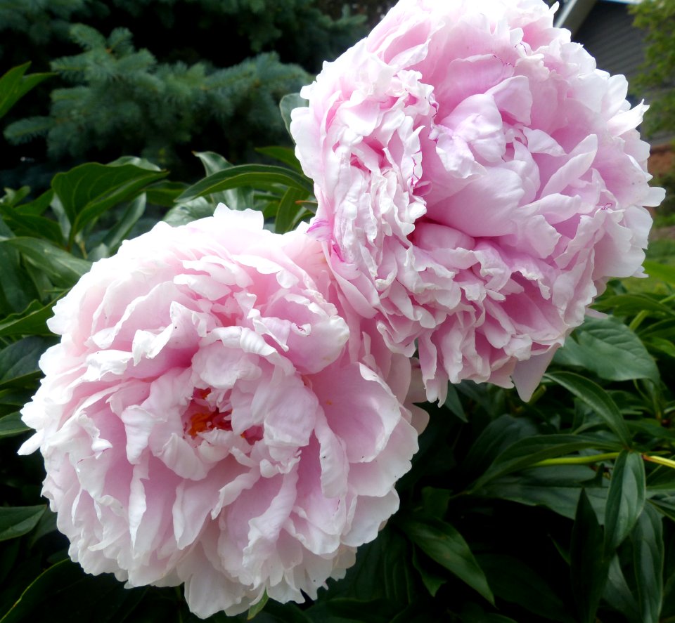 Peonies (49945309467)