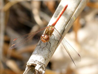 American cane winged insect sympetrum sinaiticum photo