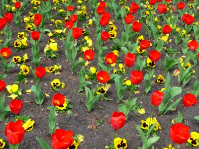 Pensamientos y tulipanes (5432712575)