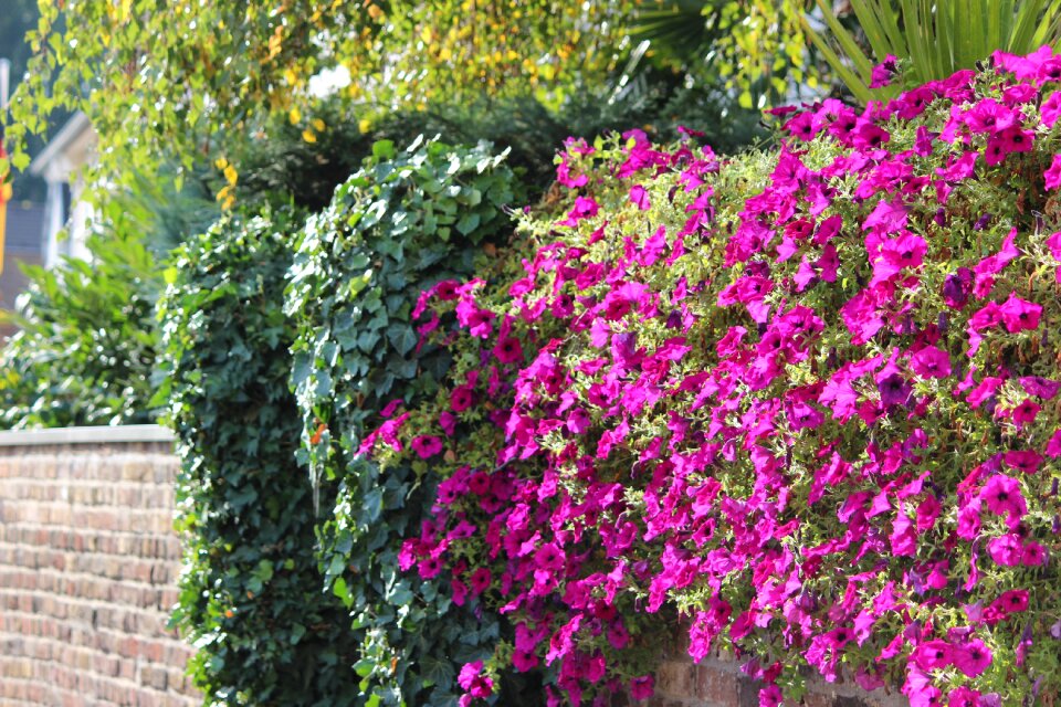 Nature summer wall ivy