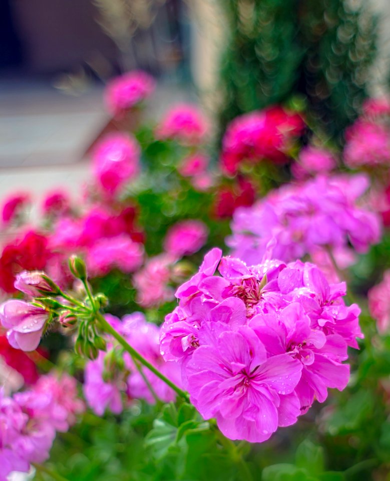 Pentacon 29mm 2,8 (42036622634)
