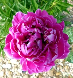 Peony (42358627152) photo