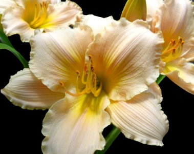 Peach Lillies (47526403381)
