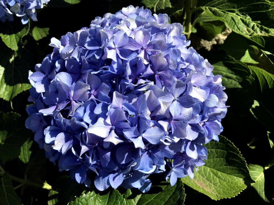 Close up garden nature