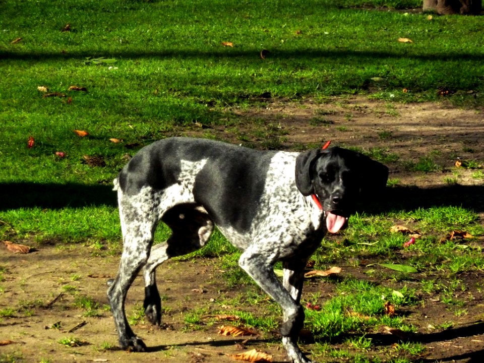 Perro de caza (6933160600)