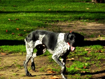 Perro de caza (6933160600)