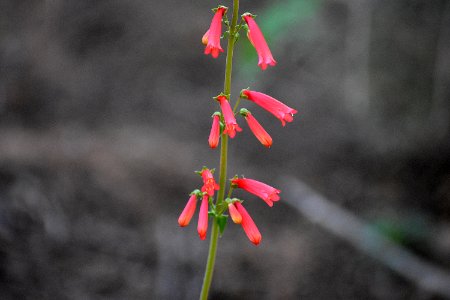 Penstemon bloom (35637610806)