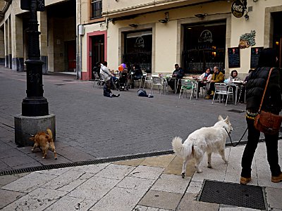 Perros (23047457084)