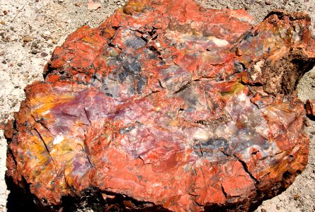 Petrified Wood (38538529792)