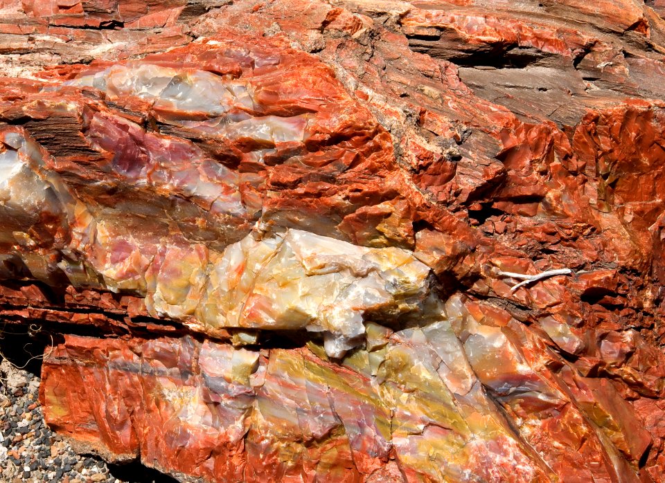 Petrified Wood (26793713239)