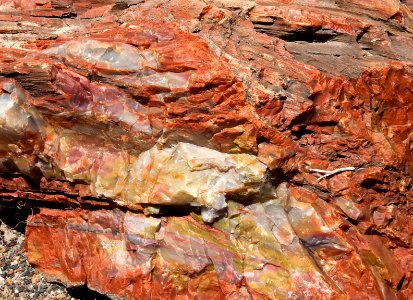 Petrified Wood (26793713239)