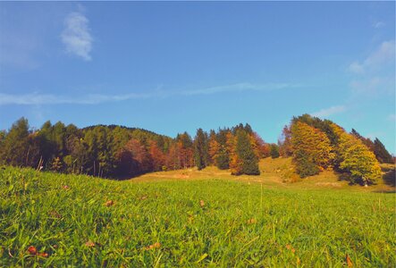 Grass leaves blue photo