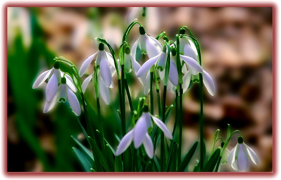 Perce-neige (46230242835)