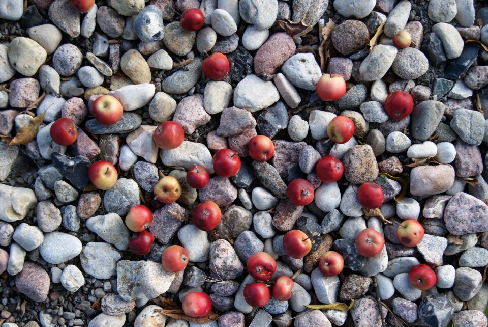 September autumn fruit