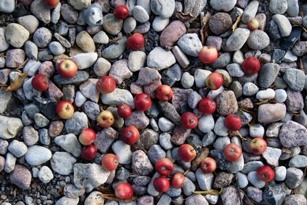 September autumn fruit