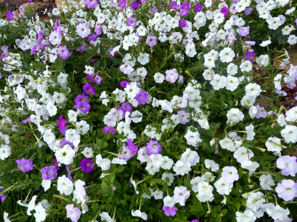 Petunias (48253457787)