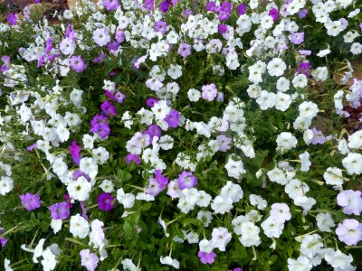 Petunias (48253457787)