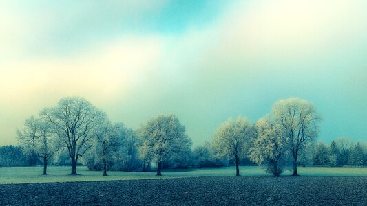 Dawn grass blue photo