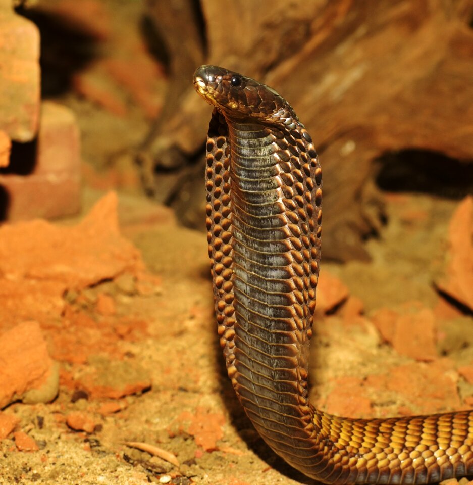Reptile animal threat