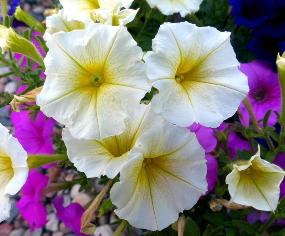 Petunias (48322595152)