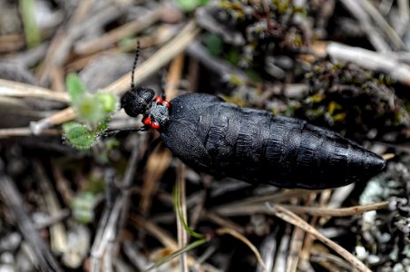 Physomeloe corallifer - Aceitera o Carraleja (15789342356)