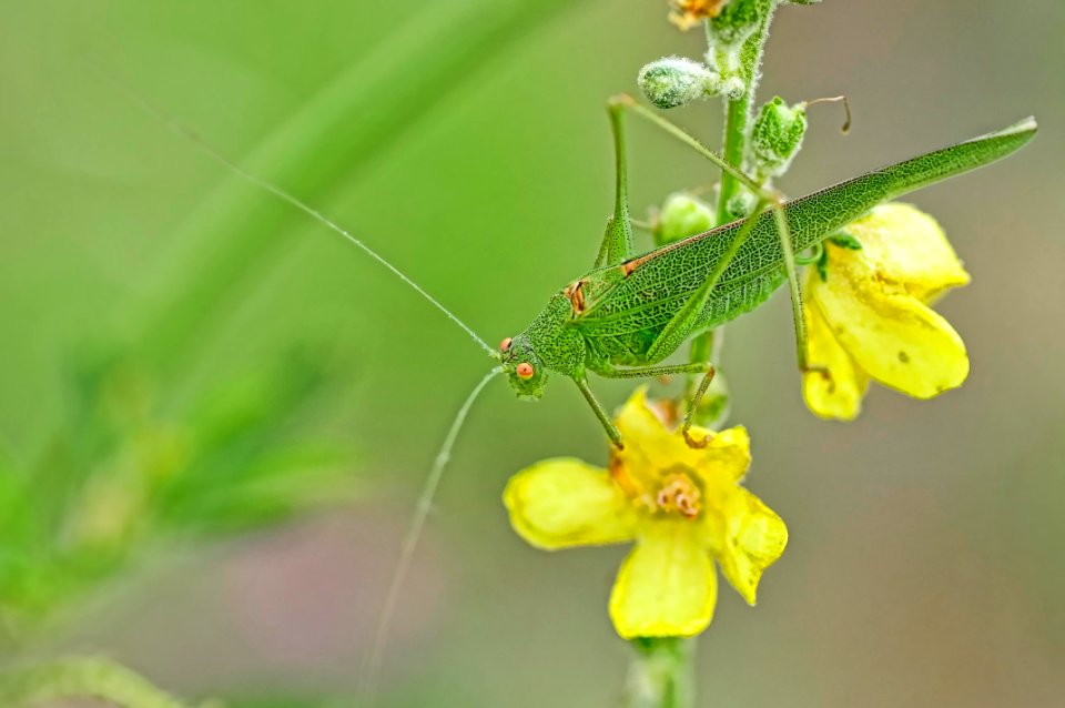 Phaneroptera (15893601712)