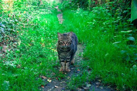 Cat gutter nature photo