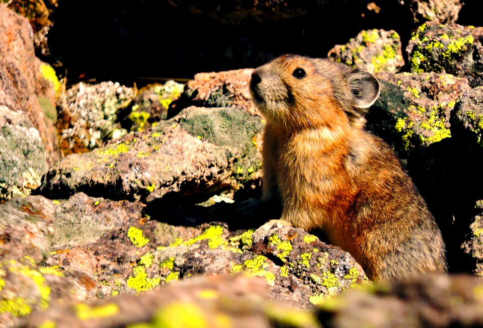 Pika on Rocks (50365870827)
