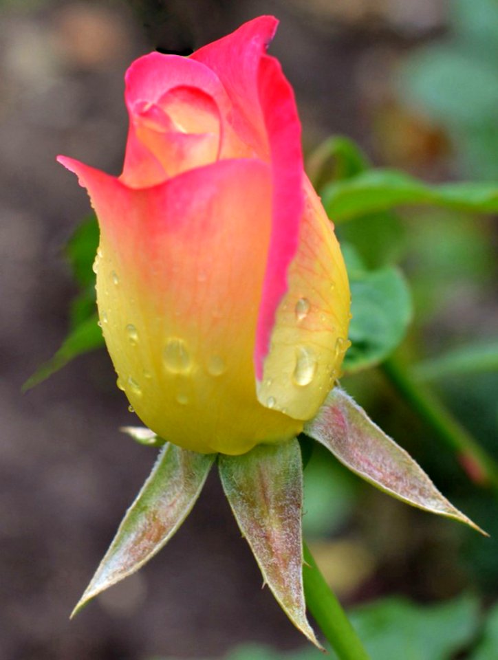Pink and Yellow Rosebud (50127820251)