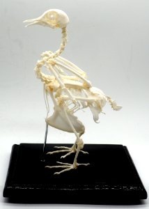 Pigeon Skeleton (50669118356)