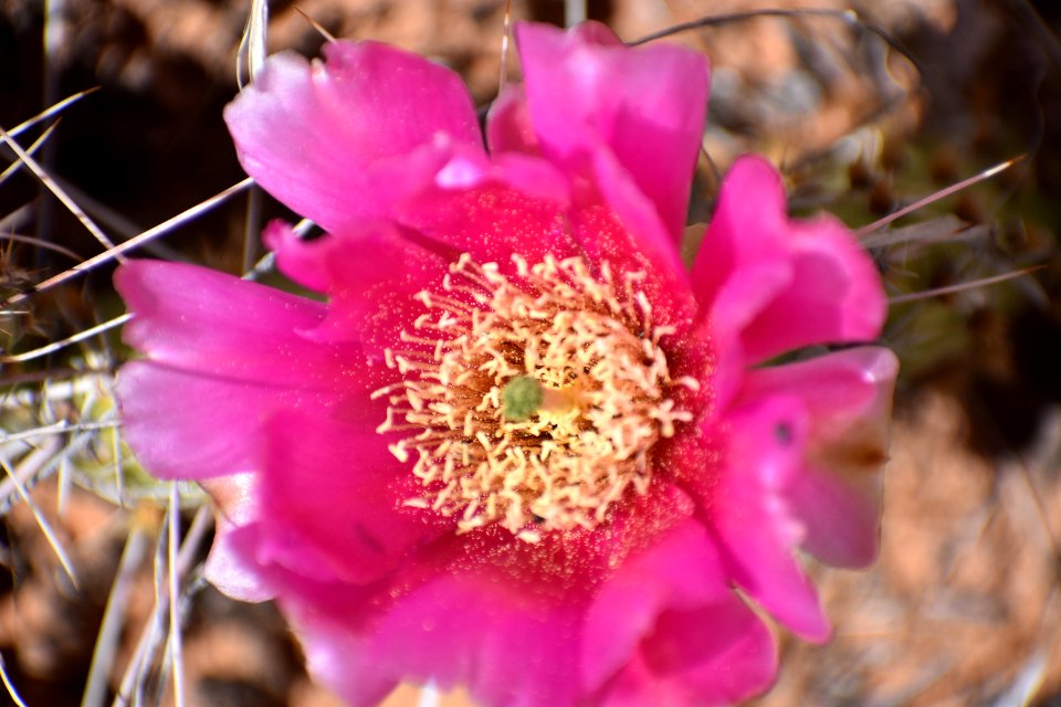 Pink Prickly Pear (35509016292)