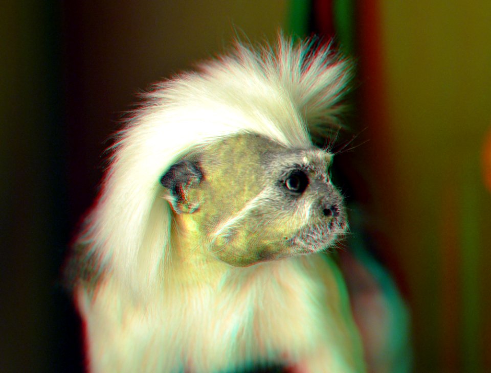 Pinché aap (Tamarin) Cotton-top monkey NHM Roterdam 3D (43458449844)