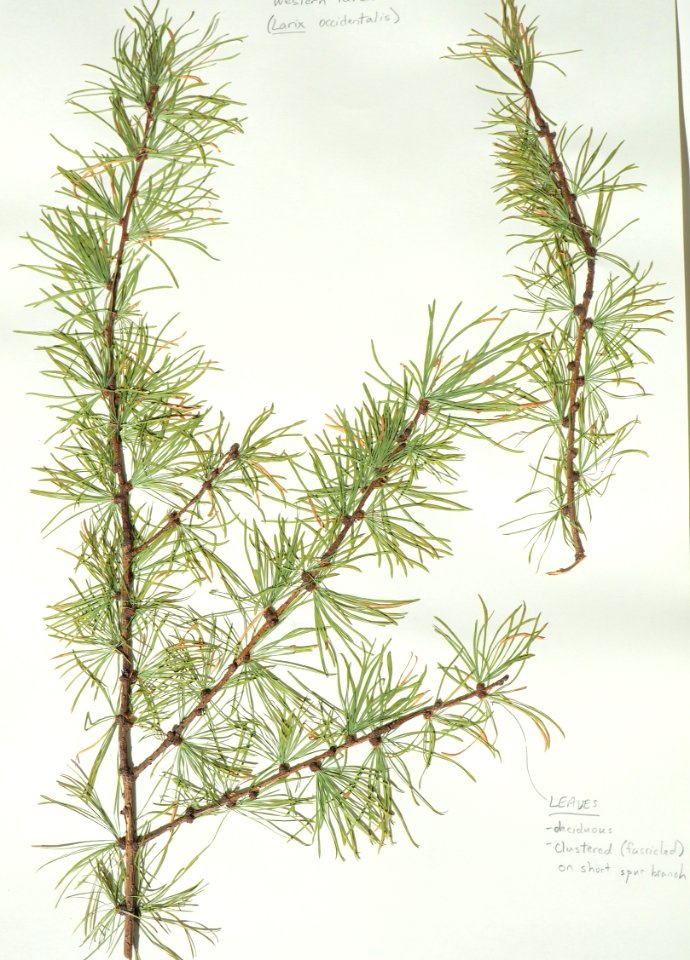 Pine needle (50668559568)