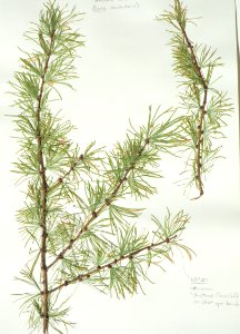 Pine needle (50668559568)
