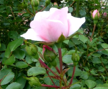 Pink Rose (47939371247) photo