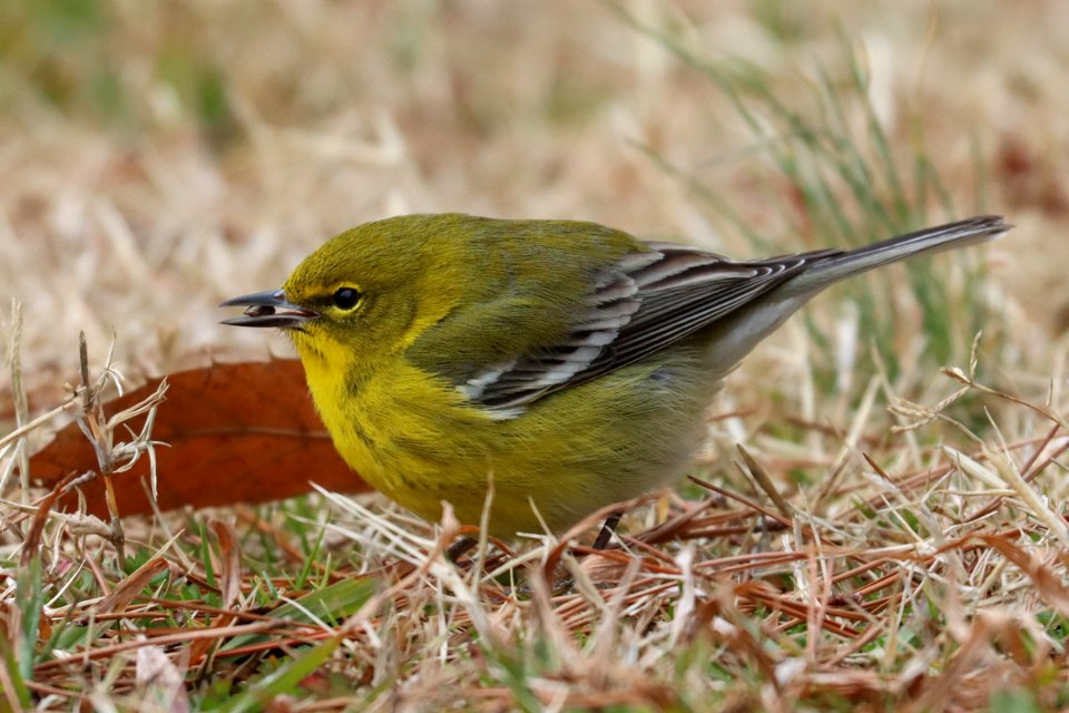 Pine warbler, January 30 2021 2021 -- Warren Bielenberg (50953955977)