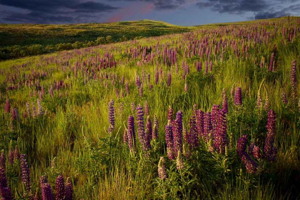 Pink clouds and purple lupine, Wasco County, Oregon - Flickr - Bonnie Moreland (free images)