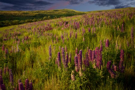 Pink clouds and purple lupine, Wasco County, Oregon - Flickr - Bonnie Moreland (free images) photo